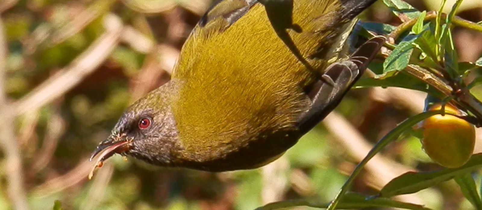Bellbird 