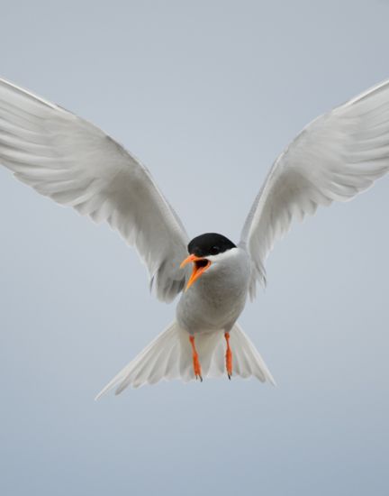 Black Fronted Tern