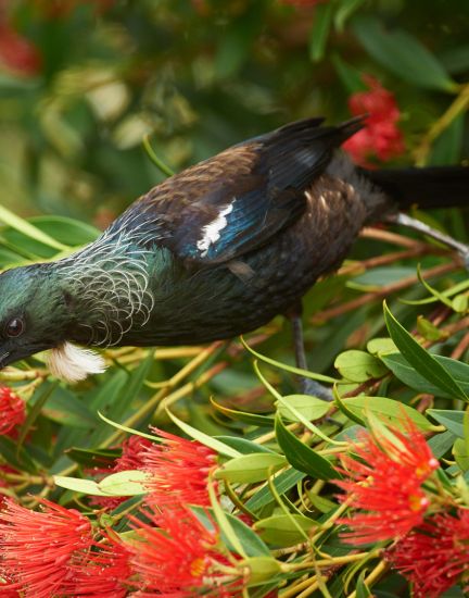 Tui and Southern Rata