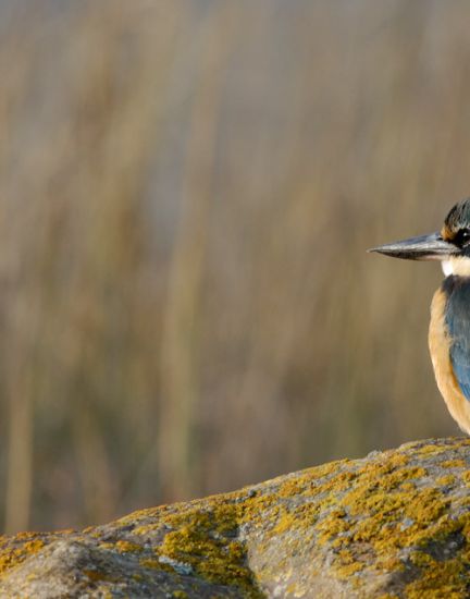 New Zealand Kingfisher