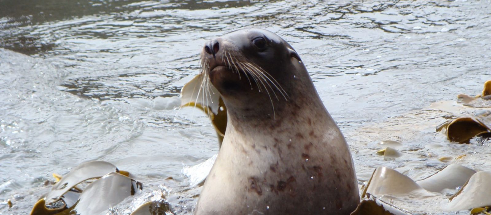 09.10.14 Tautuku Sea lion