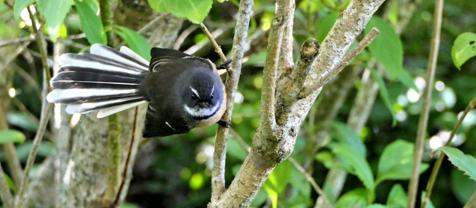 fantail 1