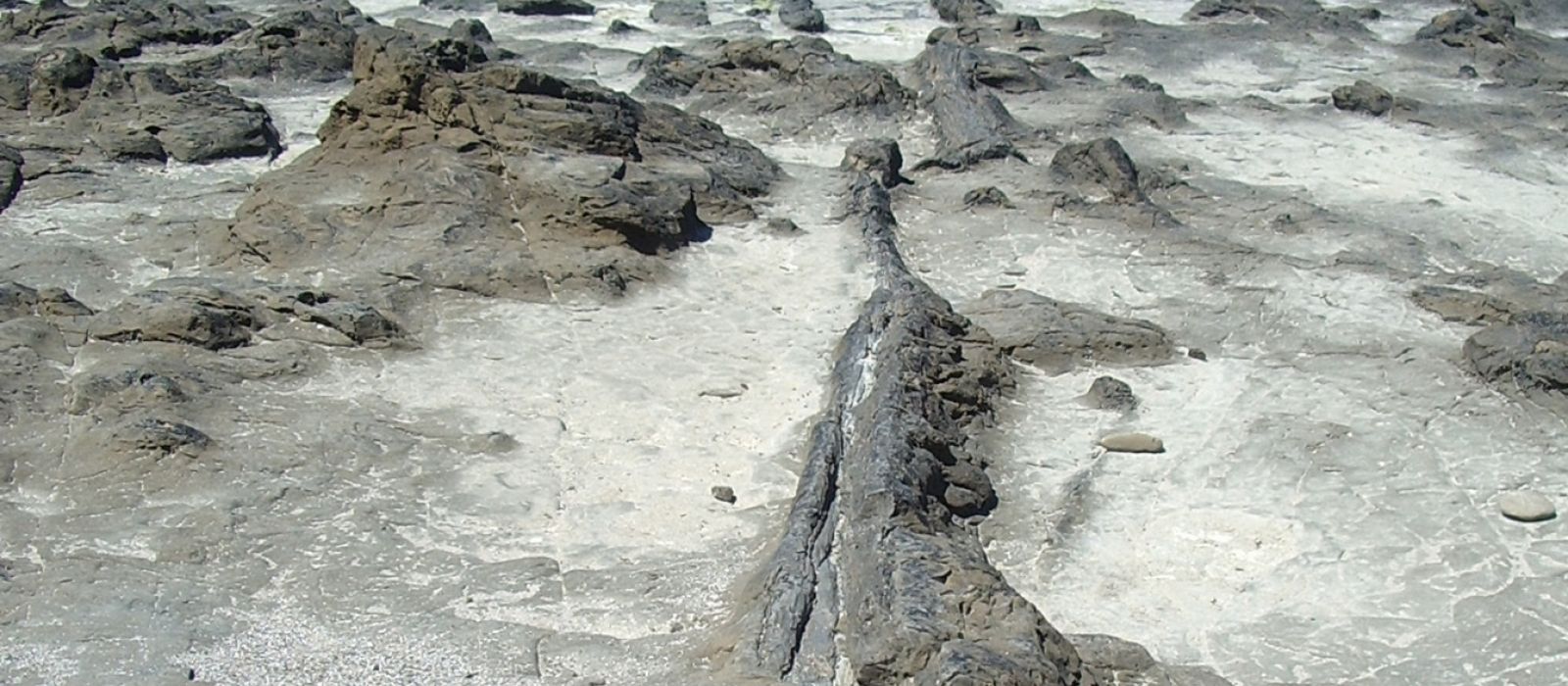 Curio Bay FergusSutherland v2