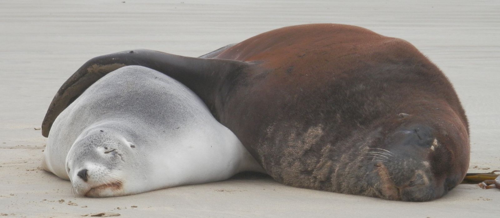 Sea lions Fergus Sutherland