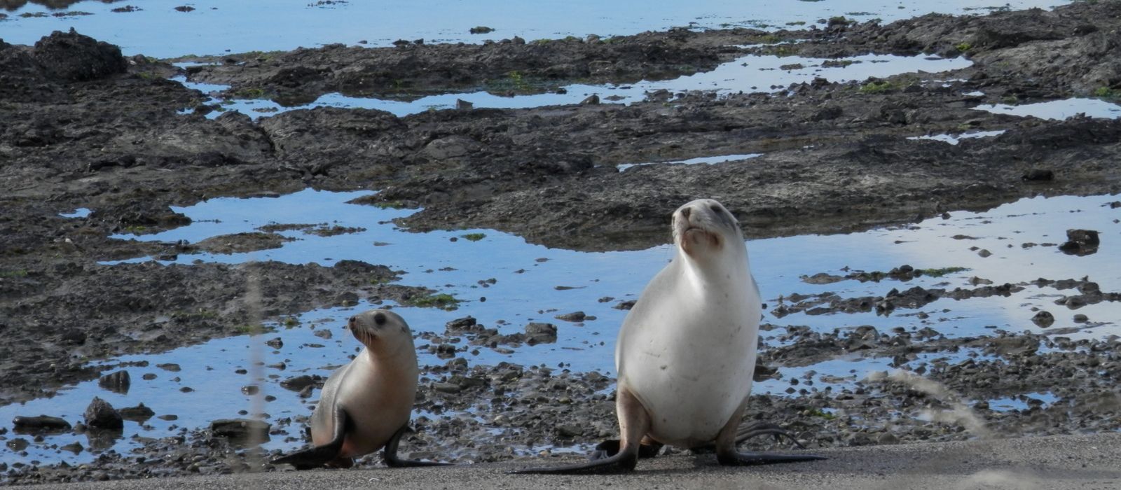 Female sealion and pup