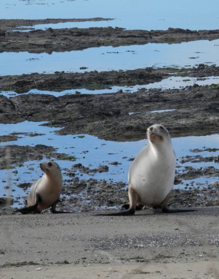 Female sealion and pup