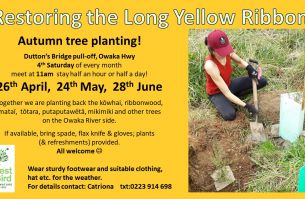 autumn tree planting 2025