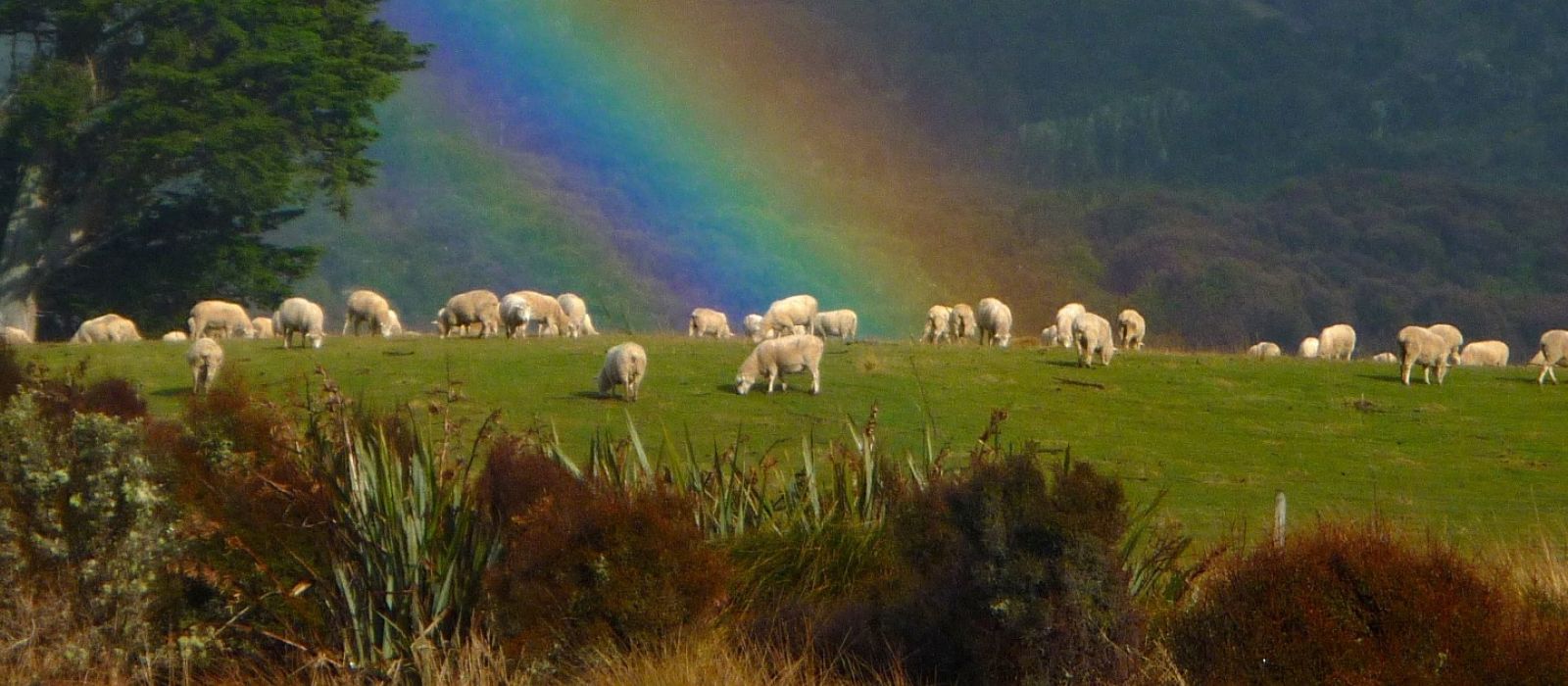 Chaslands sheep