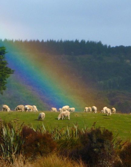 Chaslands sheep