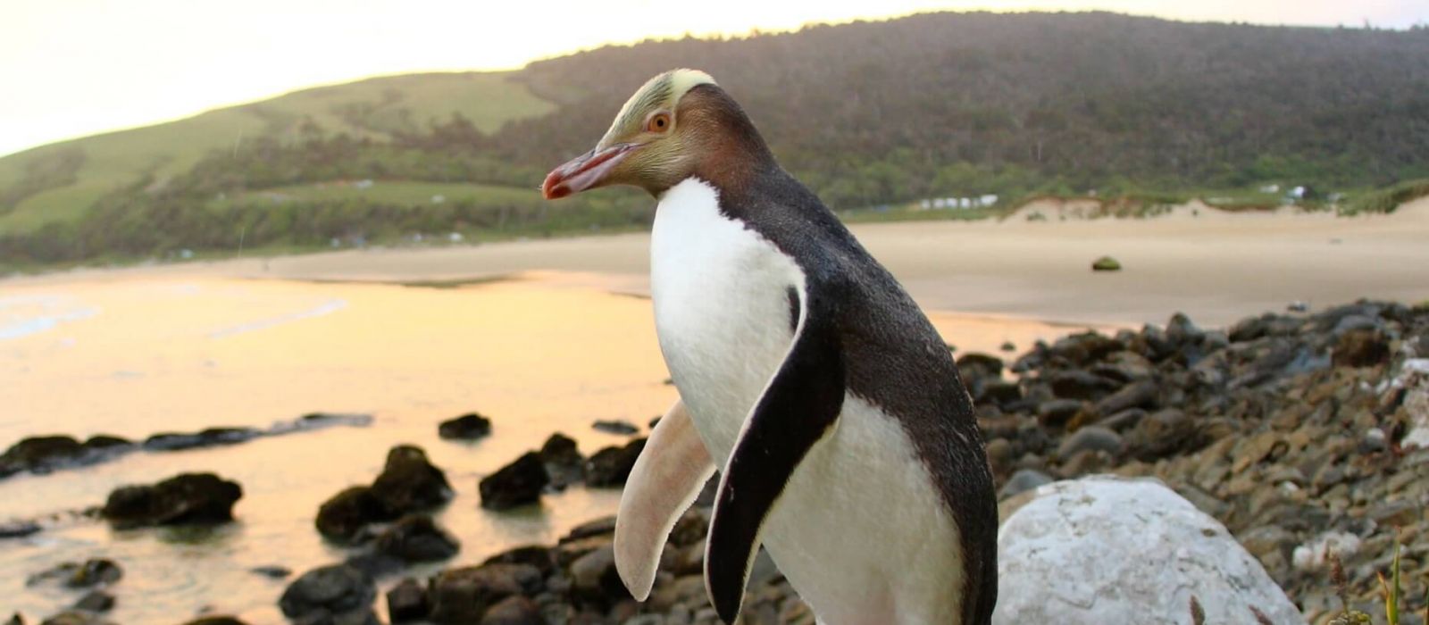 Yellow Eyed Penguin