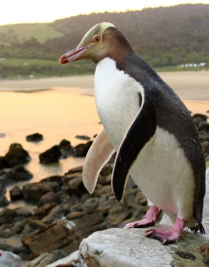 Yellow Eyed Penguin