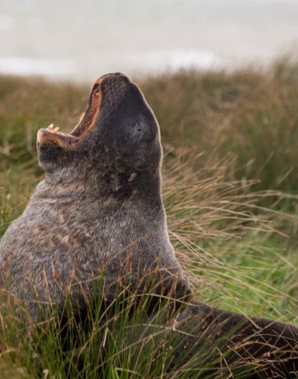 Waipapa Point Seal 2