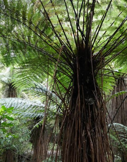 Tree fern