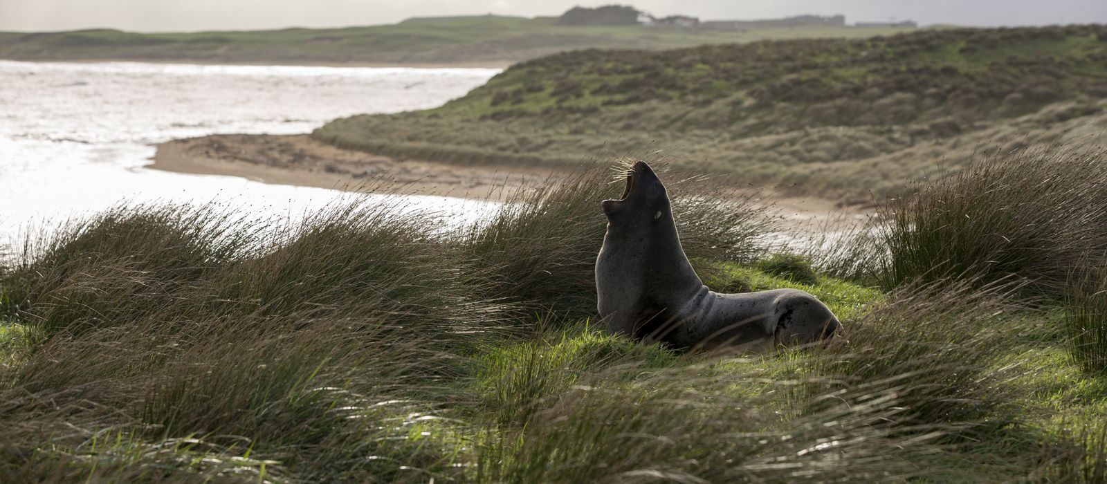 Credit Sam Deuchrass The Catlins