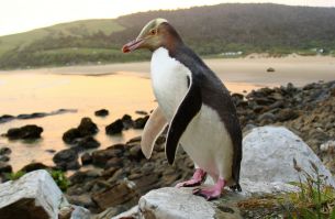 Yellow Eyed Penguin