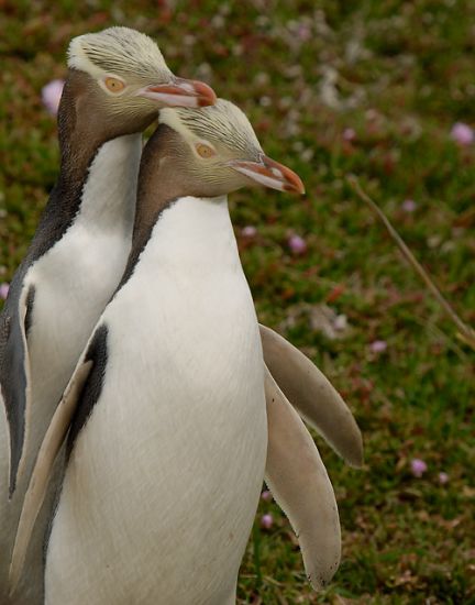 Yellow eyed Penguin