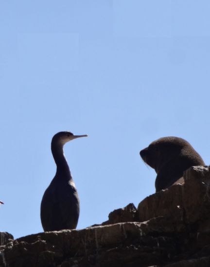 shag seal gull